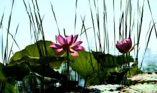 心是莲花开 心是莲花开